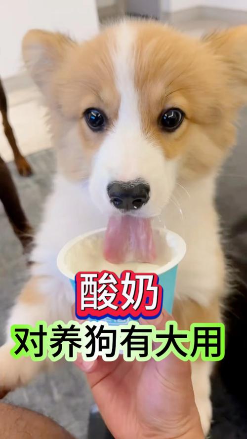 狗狗便秘喝哪种酸奶