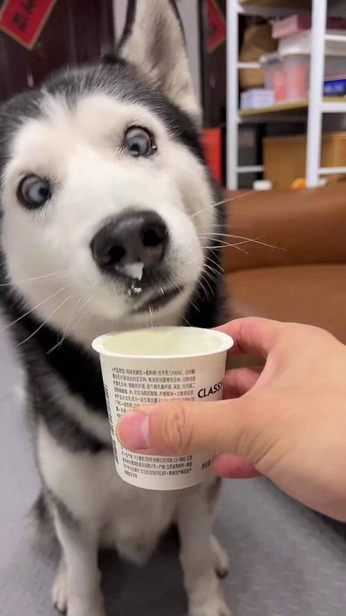 狗狗喝什么酸奶好
