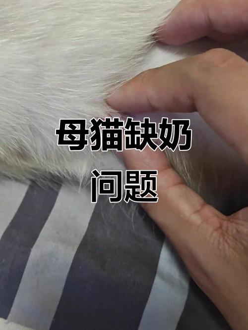 母猫生了小猫没有奶水怎么办