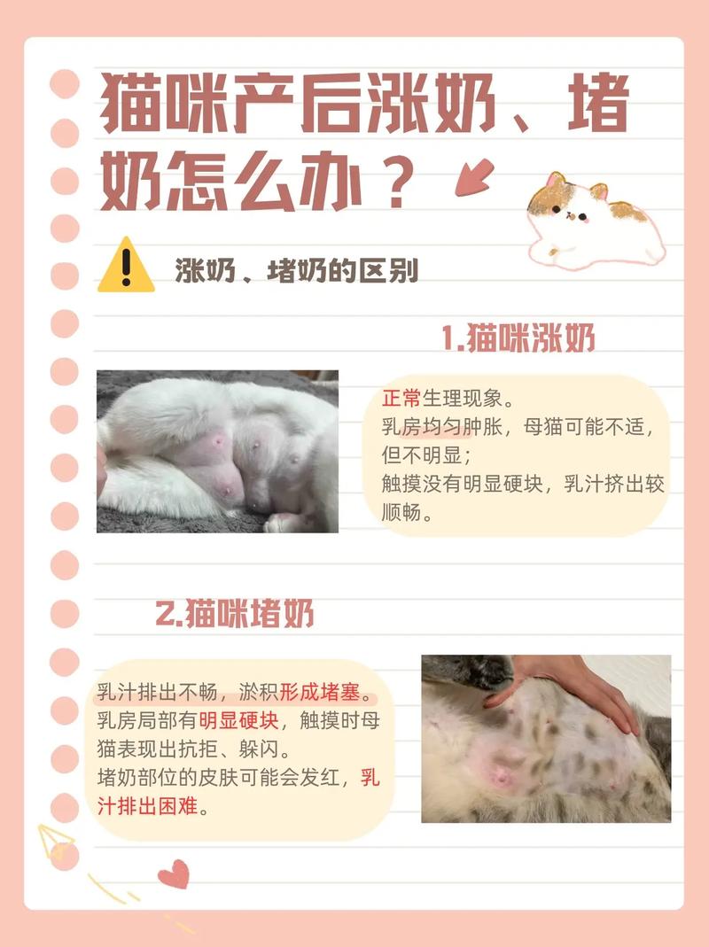 为什么猫咪没有奶水