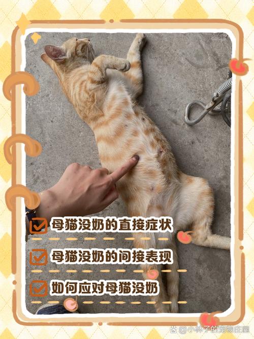 为什么猫咪突然没奶了