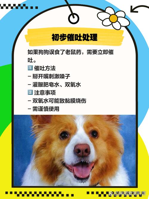 狗狗吃老鼠药中毒了怎么办