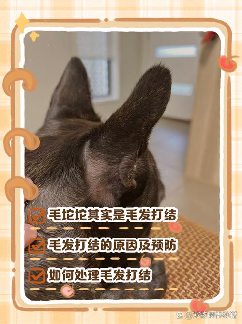 狗狗耳朵上的毛打结了,应该如何处理呢?