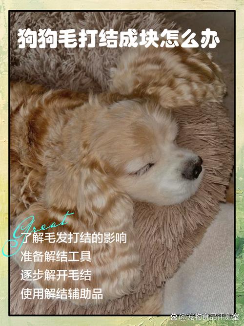 狗毛打结成硬疙瘩怎么处理