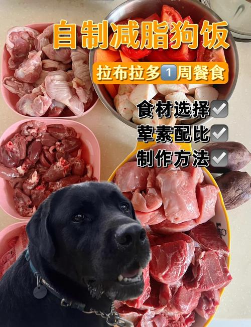 三个月大金毛可以啃排骨嘛