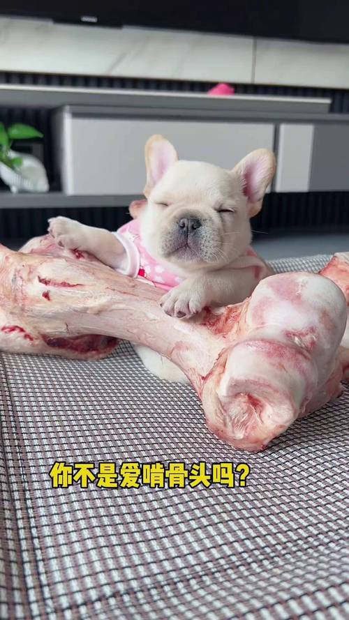 狗狗能不能吃排骨肉