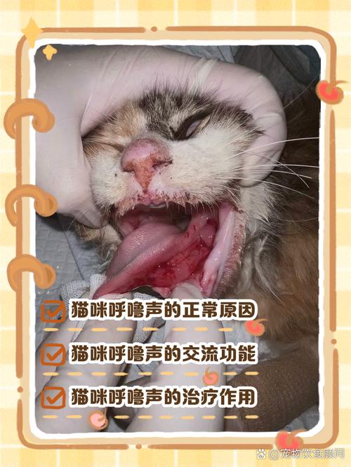 喵～喵!这样叫,猫咪是高兴还是生气?