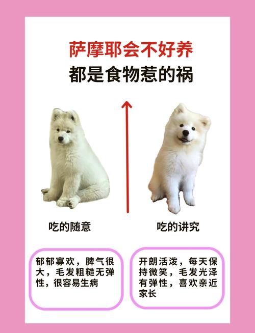 狗吃了沙拉会怎么样?