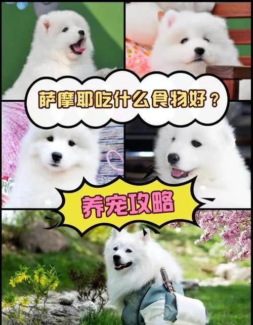 狗狗为什么可以吃蔬菜沙拉