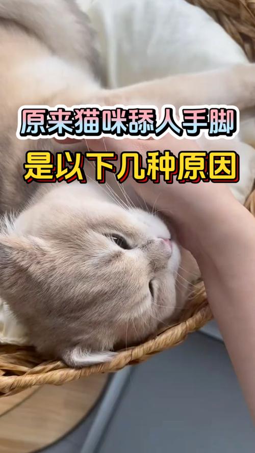 猫舔人胳膊肘是为什么?