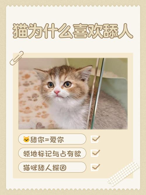 猫为什么半夜总来舔我的脸和嘴?
