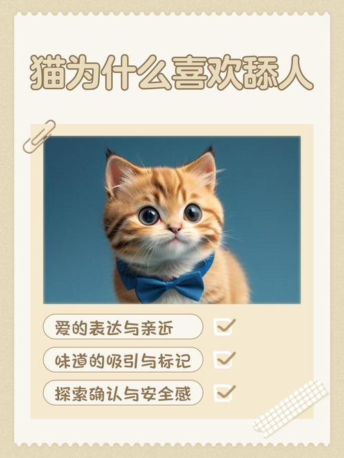 猫咪为啥半夜舔主人的脸