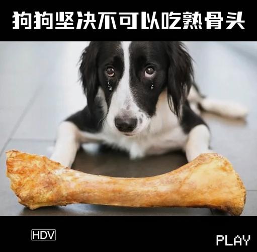 为什么小狗不能吃鸡骨头?已经吃了该怎么办?
