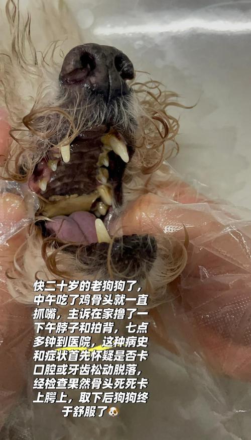 狗狗吞了骨头怎么办