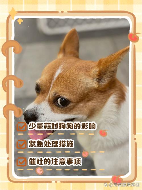 狗吃了一点大蒜有事吗