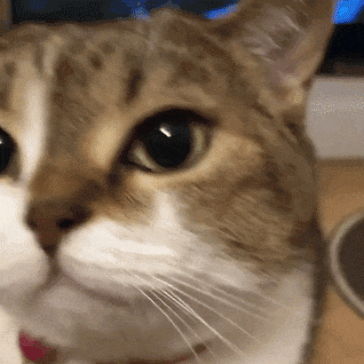 猫咪凑近闻主人脸,是在释放什么信号?