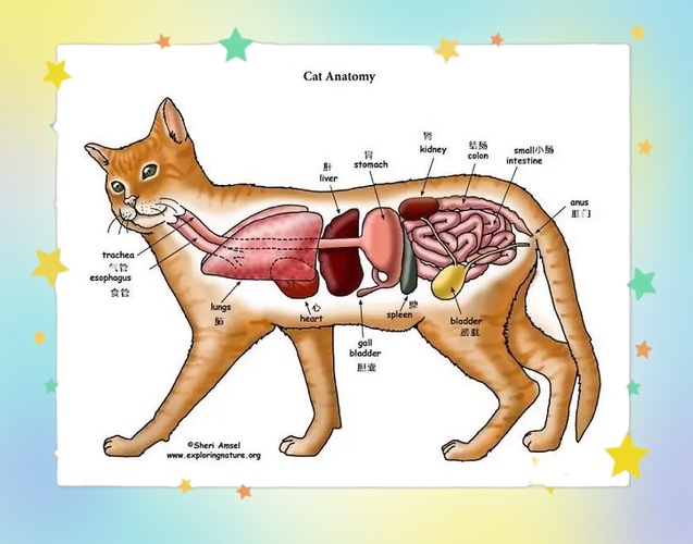 猫的胃部在哪里(猫的胃在哪个部位)