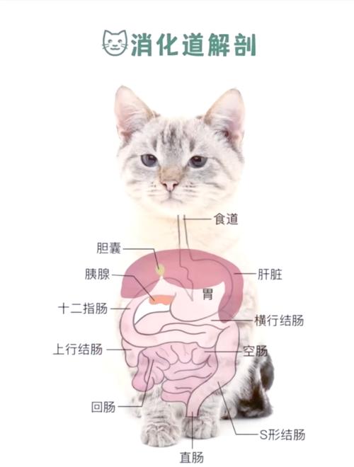 猫的胃在哪