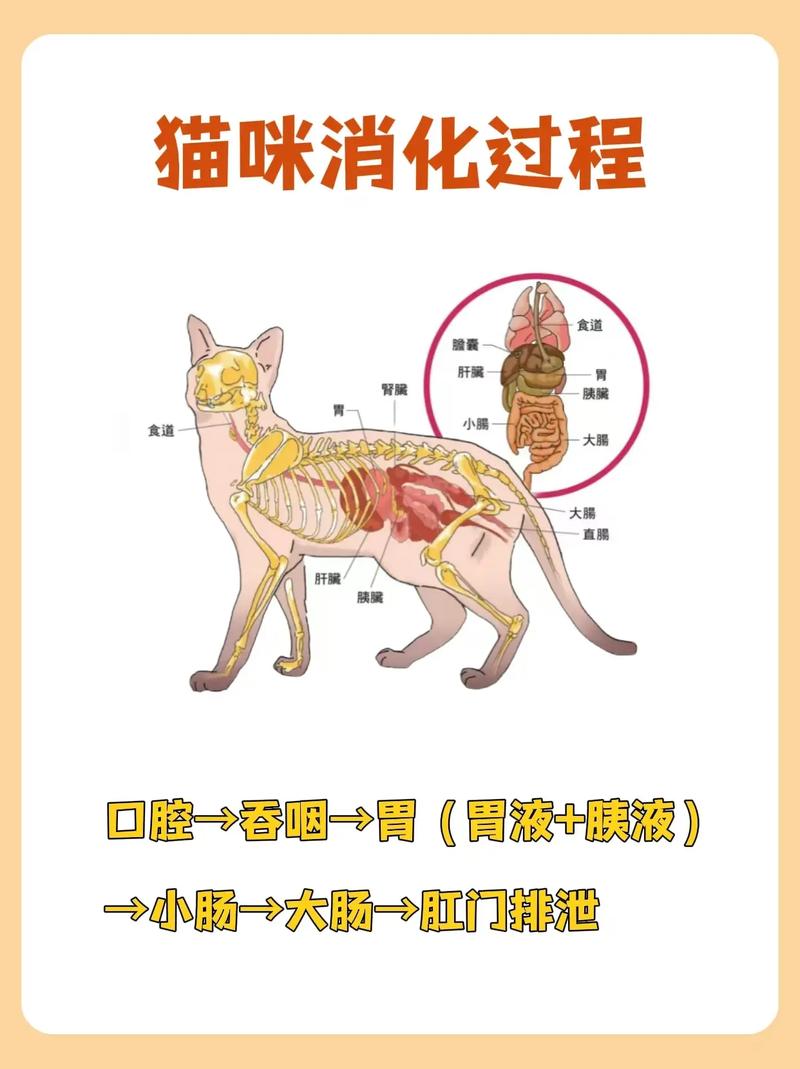 猫咪拉完粑粑贴地“飞行”…需警惕!这种操作可能是疾病在作祟