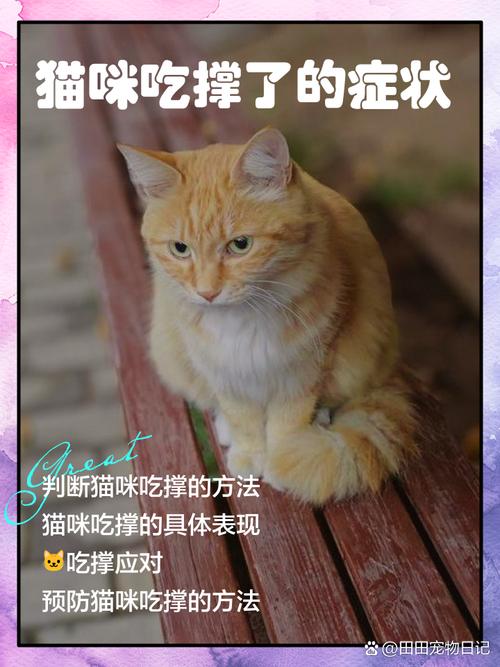 猫咪的消化系统有什么特点