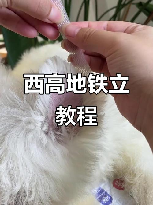 帮狗狗立耳的小窍门