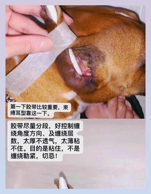 狗狗立耳最简单方法