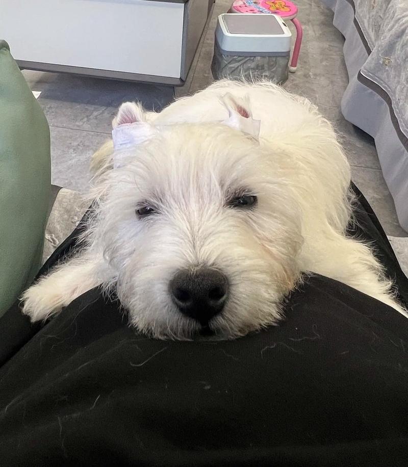 小狗耳朵半立,有什么好办法让它立耳吗?