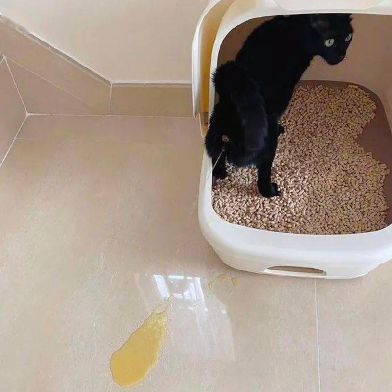 猫咪只尿不拉4天了
