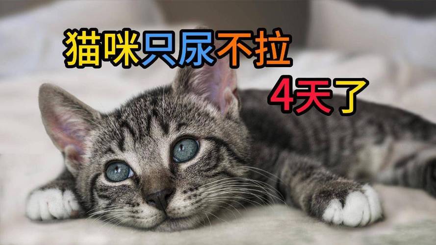 猫咪好几天不拉屎了怎么办呀
