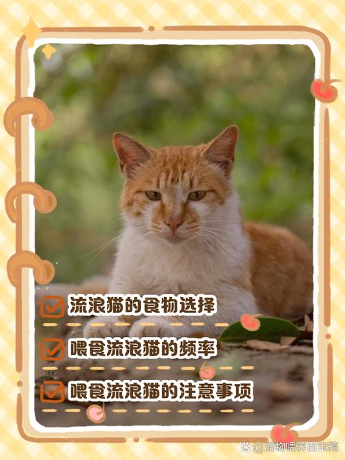 流浪猫吃什么食物除了猫粮