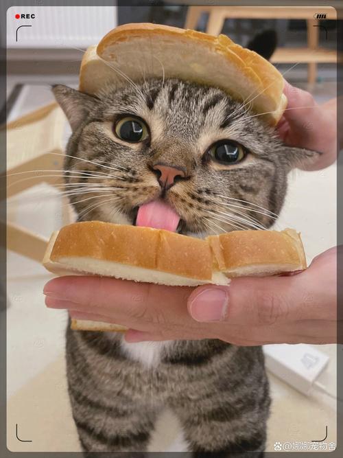 猫咪能吃的42种蔬果|附忌食自查