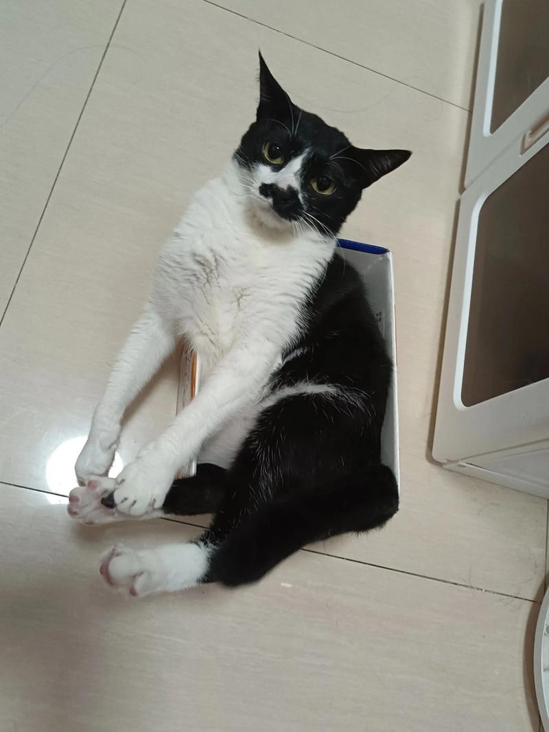 猫为什么喜欢吃红薯?