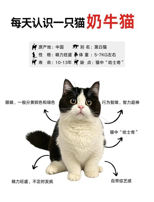 为什么猫喜欢吃红薯南瓜?