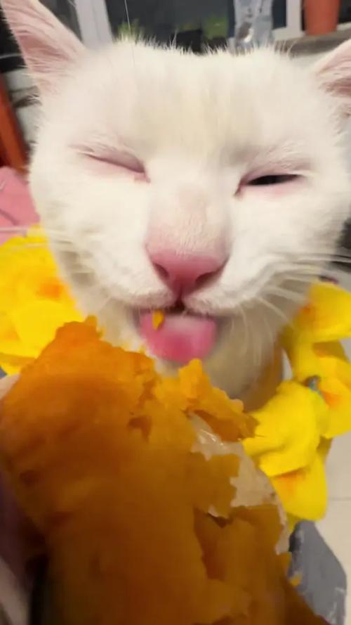 为什么红薯皮让猫咪上头