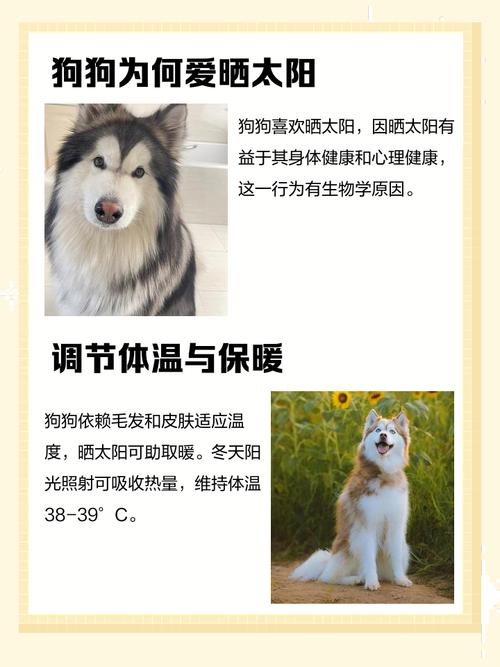 晒太阳对狗狗有什吗好处