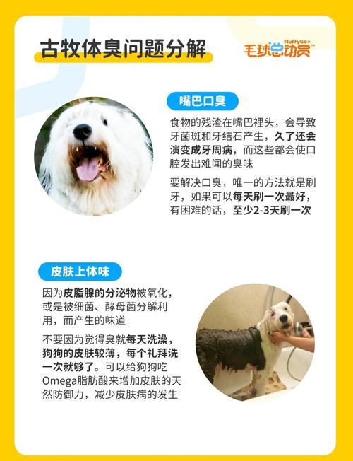 狗狗晒太阳的好处与坏处