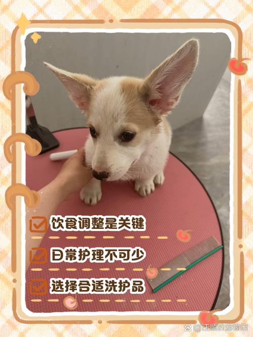 狗狗为什么每天晒太阳会死