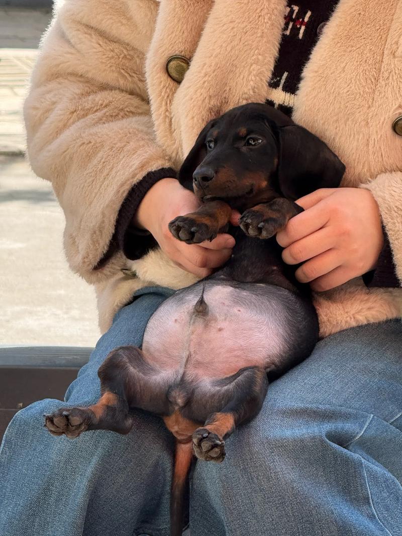 经常给狗狗晒太阳真的能补钙吗?