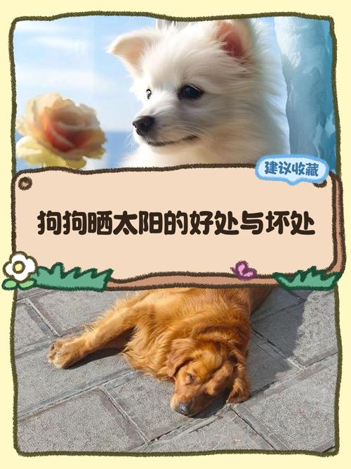 狗狗为什么很热还要晒太阳