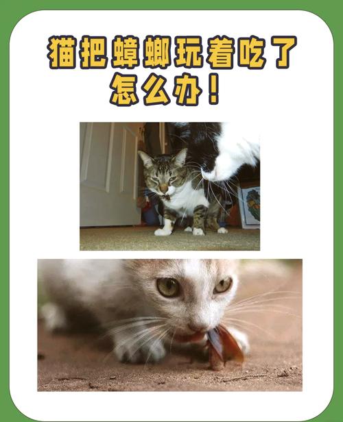 猫咪会不会吃蟑螂?