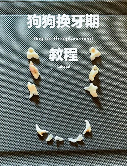 狗狗什么时候换牙?掉下来的牙有牙根么?