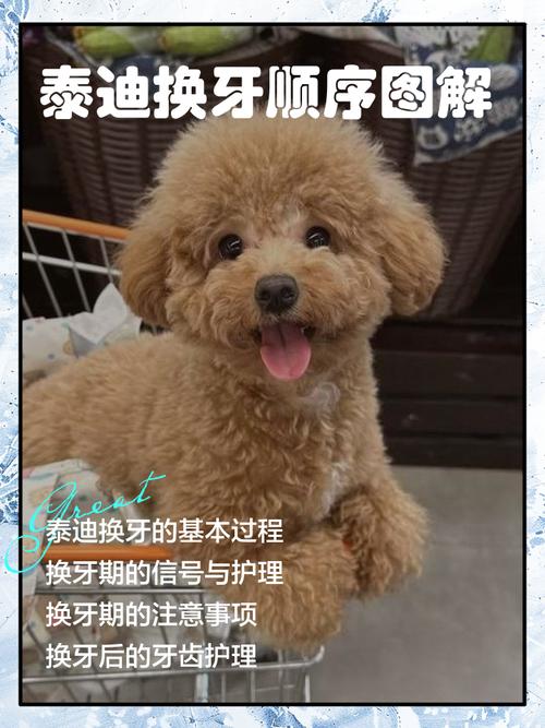 狗狗的换牙期要持续多久才结束