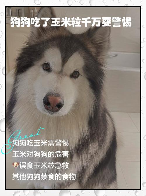 为什么狗狗不能吃玉米