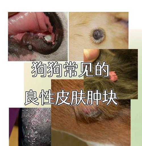 狗狗身上有一个白色的疙瘩,很硬,是怎么回事?