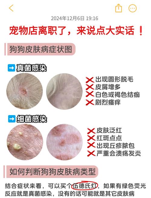 狗狗身上长红疙瘩怎么办?