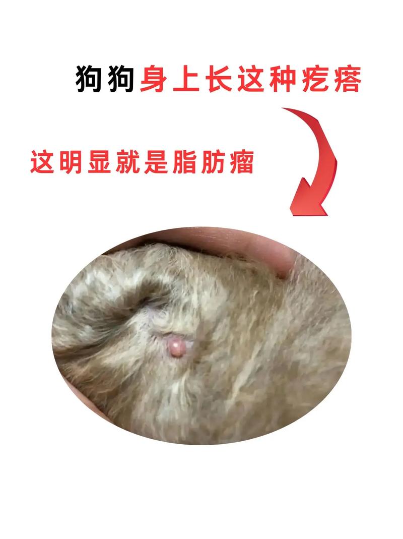 狗狗身上长疙瘩