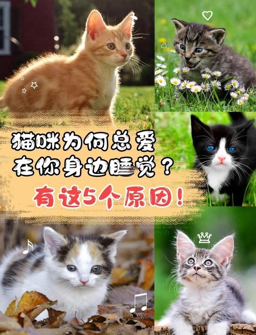 为什么猫咪喜欢和人一起睡?