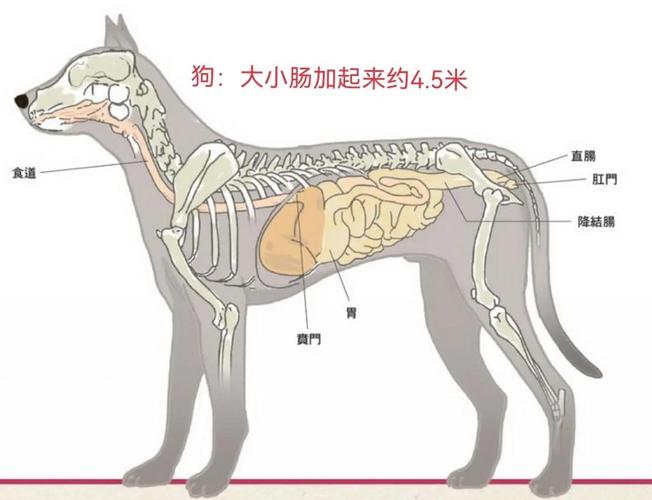 狗狗肠胃炎的6个阶段是什么?