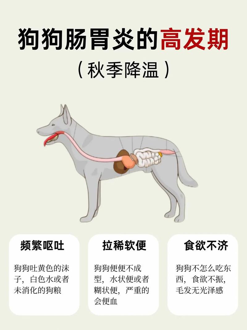 狗狗肠胃炎几天危险期