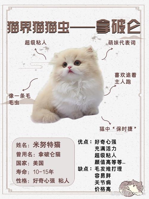 拿破仑猫独一无二的名字大全